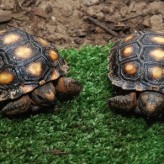Alimentación de las Tortugas domesticas