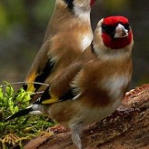 Aves para tener como Mascotas