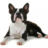 Boston Terrier