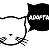 Cómo adoptar un buen Gato