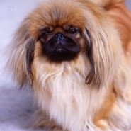 Cómo alimentar un Pekinés