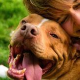 Cómo ser el mejor propietario de un Perro