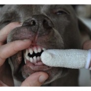 Cuidado dental en perros