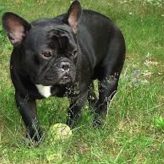 Cuidados del Bulldog Francés
