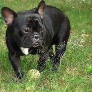 Cuidados del Bulldog Francés