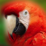El Papagayo cuidados especiales