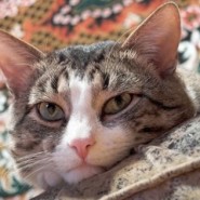 El gato domestico y su salud
