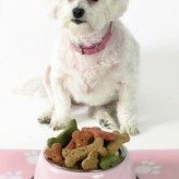 Horarios para alimentación de Perros