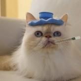 La Gripe Felina