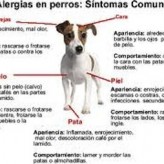 Las alergias en los perros