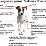 Las alergias en los perros