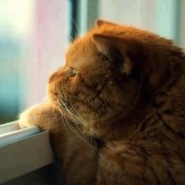 Los gatos y la depresión