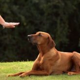 Ordenes de Obediencia para Perros