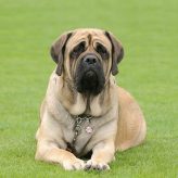 Perros de Guardia y Protección