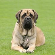 Perros de Guardia y Protección
