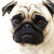 Pug Carlino