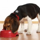 Sopa hecha en casa para perros