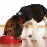 Sopa hecha en casa para perros