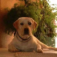 Temperamento y Carácter del Labrador
