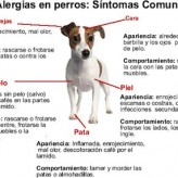 Alergias Caninas