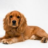 Cocker Spaniel Inglés Características