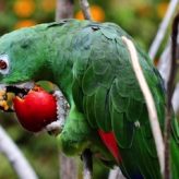 Cómo Alimentar en forma correcta un Pájaro