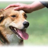 Cómo acariciar a nuestro Perro