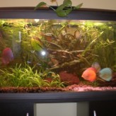 Cómo cambiar tu acuario