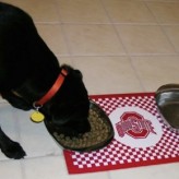 Dietas ideales para mascotas