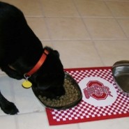 Dietas ideales para mascotas
