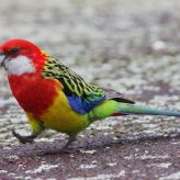 El Loro Multicolor