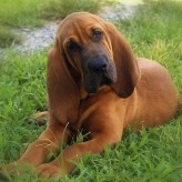 El cuidado de perros grandes