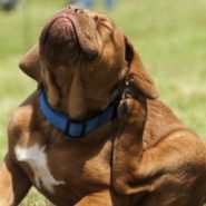 Evita las pulgas en tu Mascota