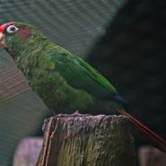 La Cotorra Colirroja