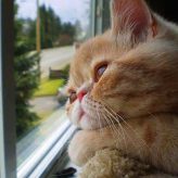 Las razas de Gatos más Cariñosas
