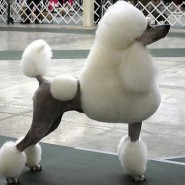 Los peinados para perros