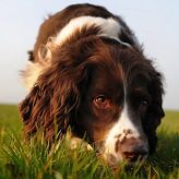 Perro de raza English Springer Spaniel