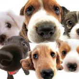 Adiestramiento Canino para primiparos