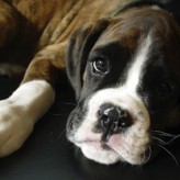 Alimentos para perros con cáncer