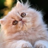 Aseo y cuidados del gato Persa