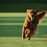 Ejercicios para tu perro