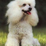 El Comportamiento del Caniche