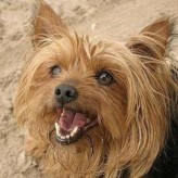 El Perro Ladrador