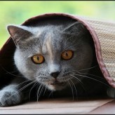 La ansiedad en los Gatos