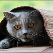 La ansiedad en los Gatos