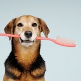 Las caries en los perros