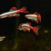 Los Peces mas fáciles de Cuidar