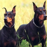 Los Perros de Defensa