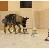 Los Perros y su Olfato