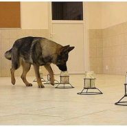 Los Perros y su Olfato